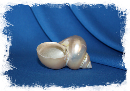 Турбо гобеленовая перламутровая, 5-6см, 1шт