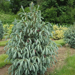 Ель Энгельмана Блю Софти