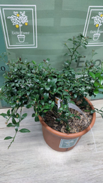 Микроцитрус "Blood Lime"