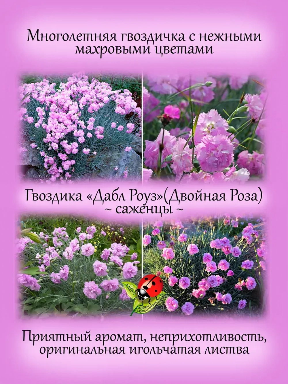 Гвоздика Двойная Роза перистая Дабл Роуз