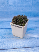 Sinocrassula Yunnanensis (Синокрассула)