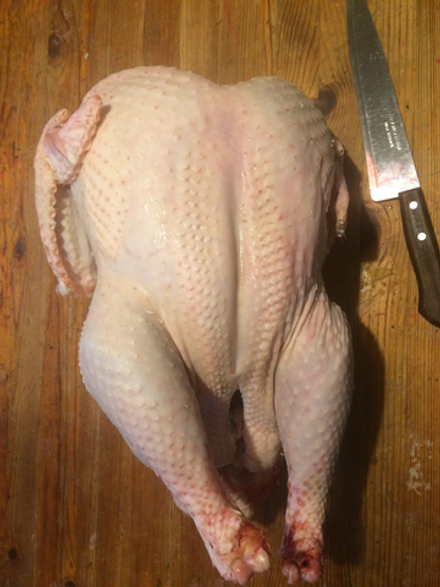 Индейка домашняя: предзаказ