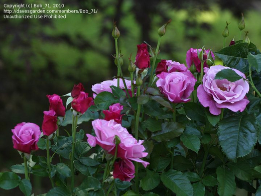 Роза Барбара Стрейзанд С7 Закупка М57 июнь 2026