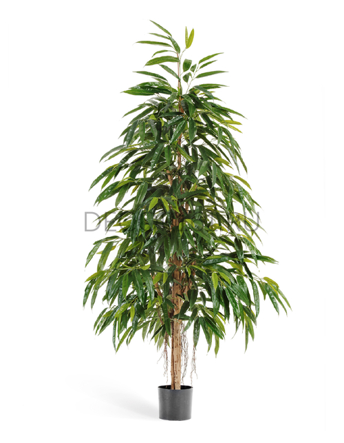 Лонгифолия Роял Нэйчерел 180 см 2/2 10.48406N