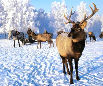 Семь чудес Алтая (4 дня/3 ночи)