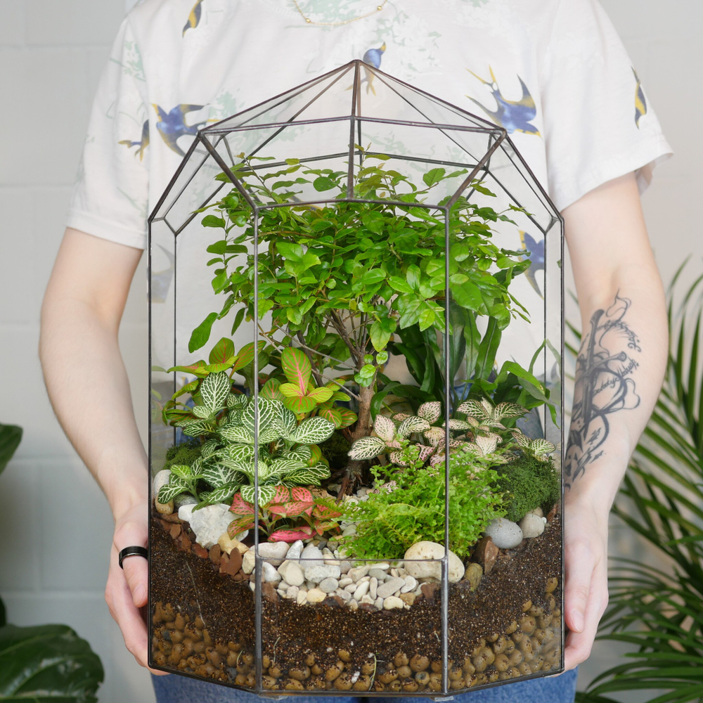 Готовый флорариум Ботанический сад с бонсай XL