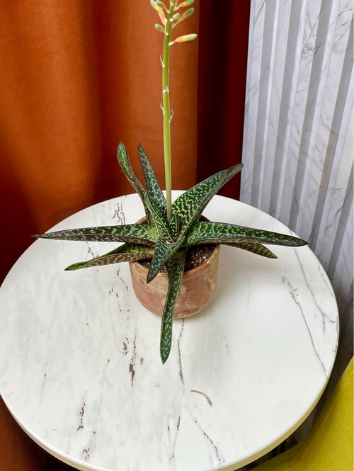 Гастералоэ Авео в терракоте, D10см H20см, 1шт, Urban Jungle