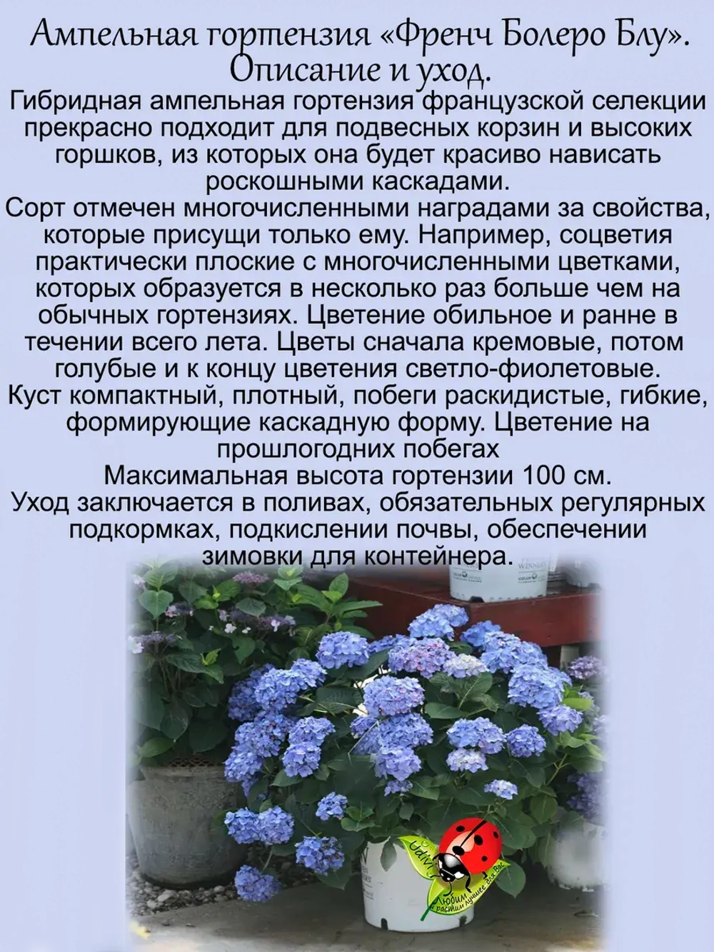 Гортензия ампельная Френч Болеро Блу