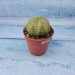 Euphoria Obesa (Эуфорбия)