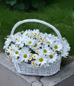 Композиция из белых хризантем