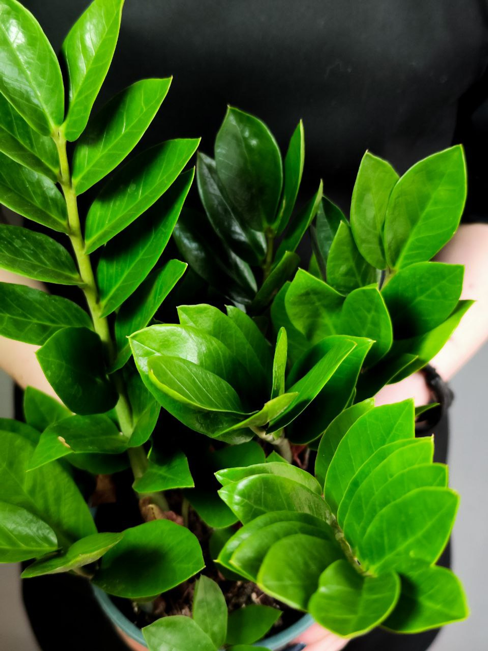 Замиокулькас d12 h40