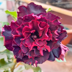 Адениум обесум 369