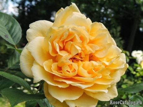 Мишель Фюген (Michel Fugain)