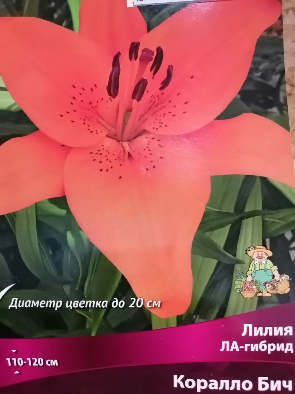 Луковица Лилия ЛА-гибрид Коралло Бич 2шт