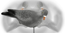 Чучела голубя Lucky Duck (3 шт.)
