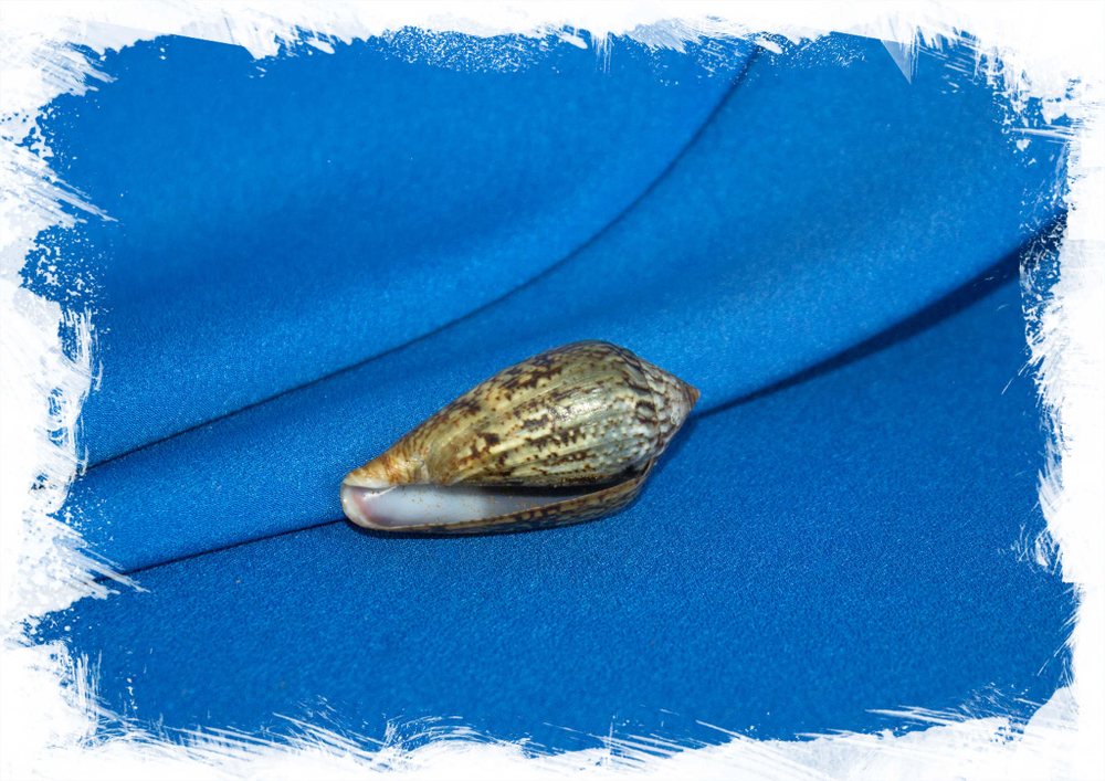 Ракушка Конус гибридус, Conus hybridus