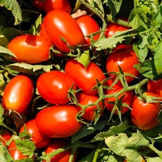 АДВАНС F1 семена томата (Nunhems | Alexagro) – фото 4