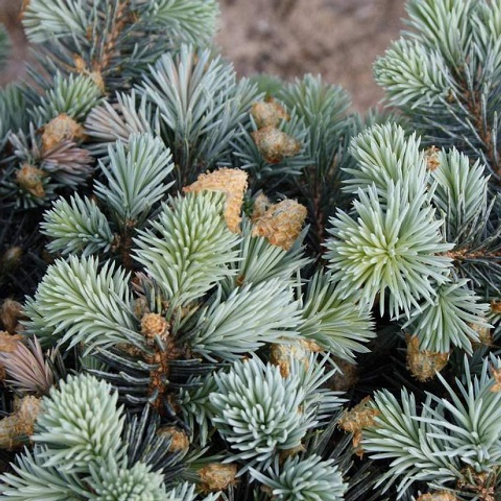 Ель колючая Джеддлох