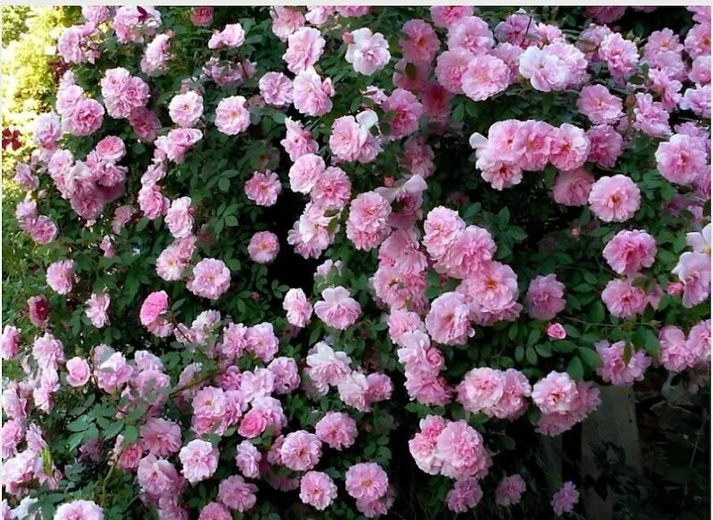 Роза канадская Джон Дэвис С4 Закупка М43 июнь 2026