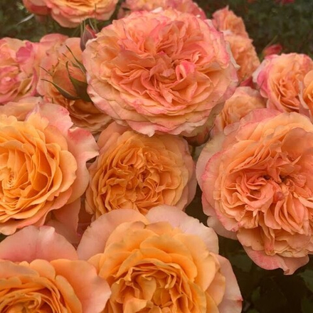 Роза шраб La Villa Cotta (Ла Вилла Котта)