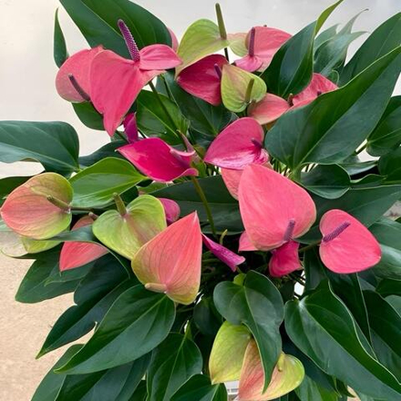 Антуриум Андрэ CIRANO