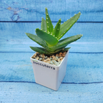 Aloe Mitriformis (Алоэ)