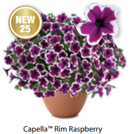 Петуния Capella Rim Raspberry ОКС укорененные черенки 1-10 марта