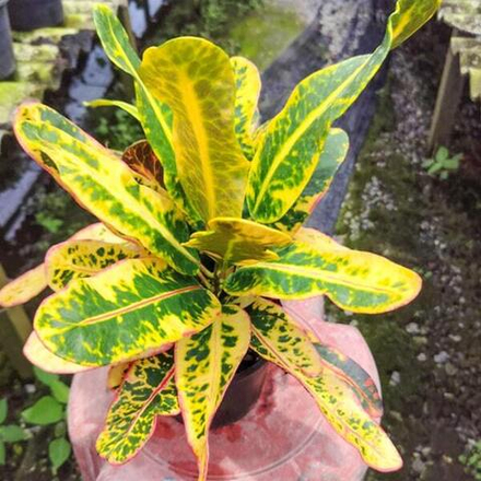 Кротон WIMON SIRI