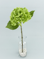 Гортензия одиночная Силикон