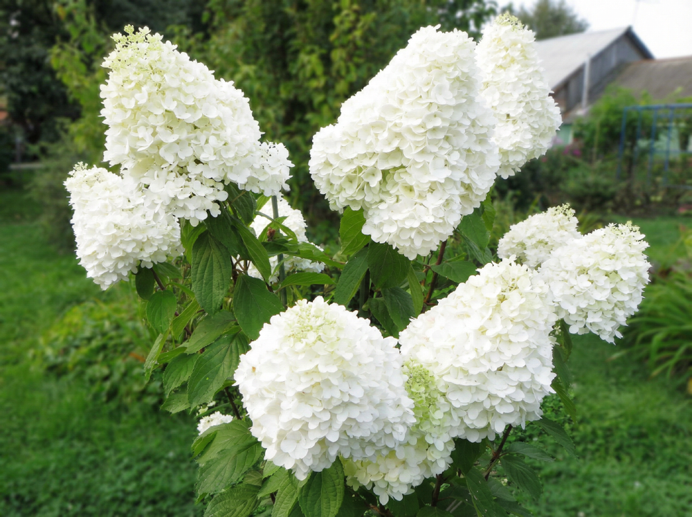 Гортензия метельчатая «Полар Бир» (Polar Bear)