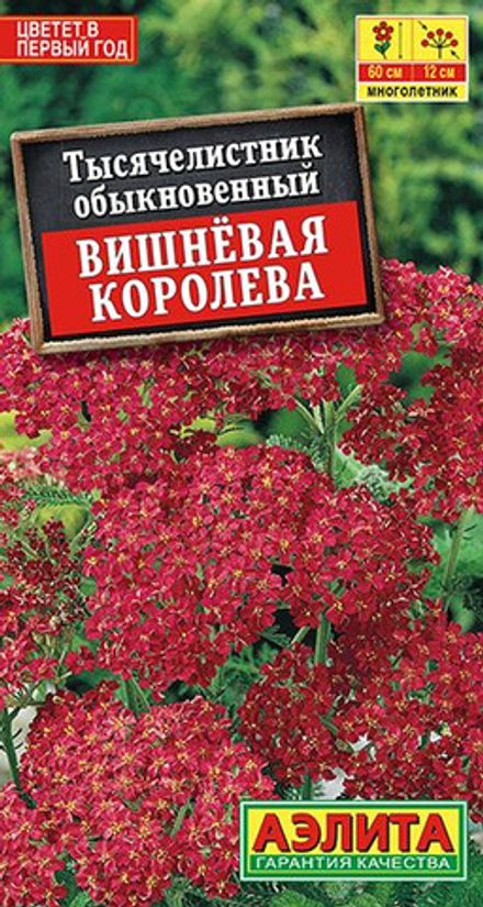 Тысячелистник Вишневая королева