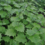 Киренгешома дланевидная. Kirengeshoma palmata.