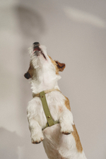 Шлейка "Пони-Макарони" Зеленая (бежевый канат)