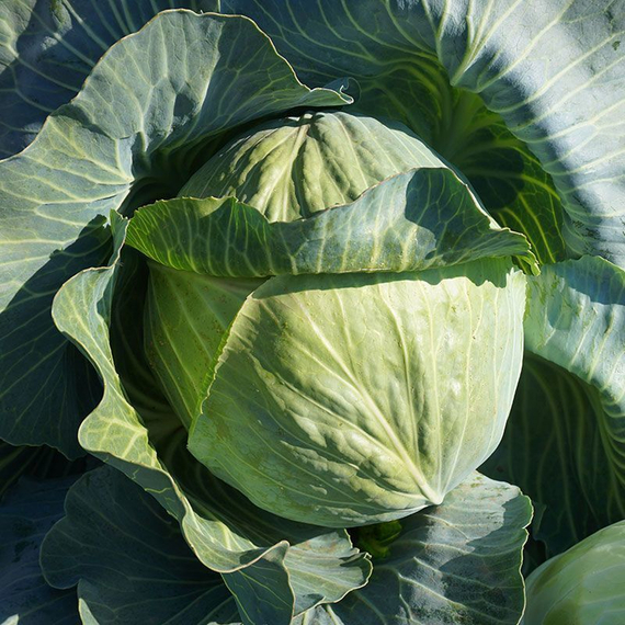 ЭЛАСТОР F1 семена капусты белокочанной Syngenta купить – фото 1