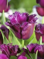 Тюльпан Бахромчатый Горилла