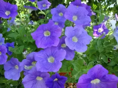 S6092 Петуния кустовая Multiflora MIRAGE LIGHT BLUE 100 шт.