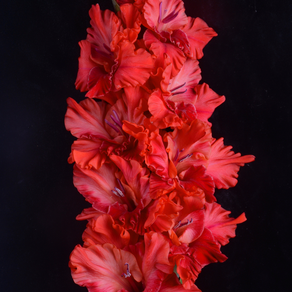 Гладиолус крупноцветковый Спартанец