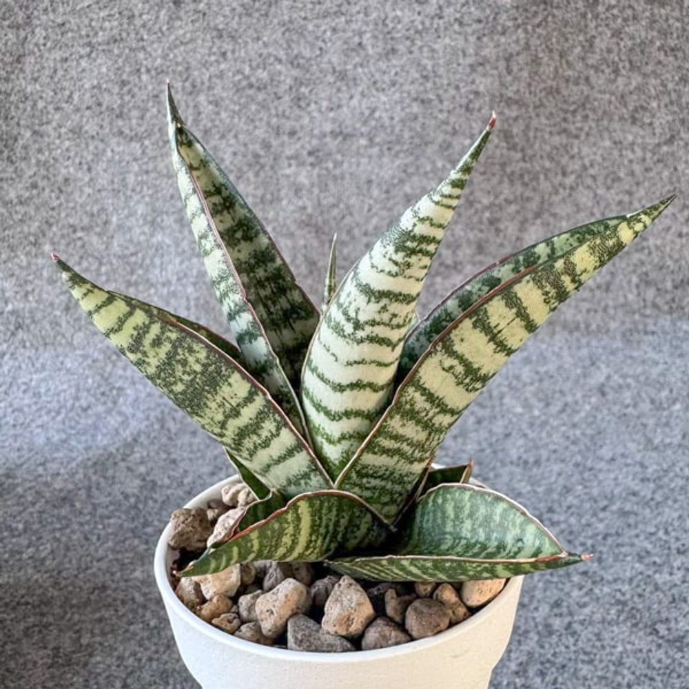 Сансевиерия OTELLO