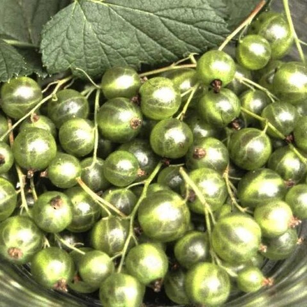Смородина зеленоплодная СНЕЖНАЯ КОРОЛЕВА