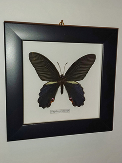 Бабочка Papilio protenor в рамке