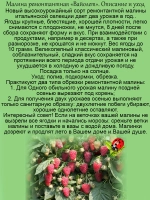 Малина Вайолет ремонтантная