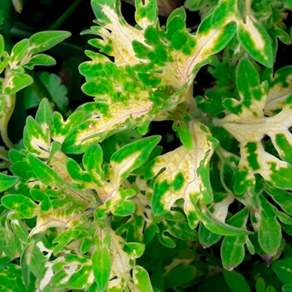 Колеус Счастье в ладошках укорененный черенок, ОКС