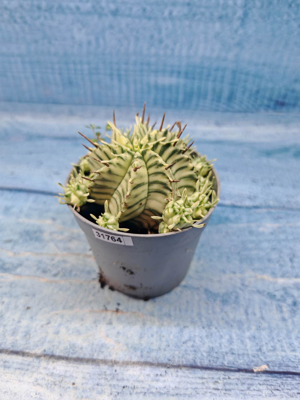 Euphorbia meloformis f. Variegated (Эуфорбия вариегатная)