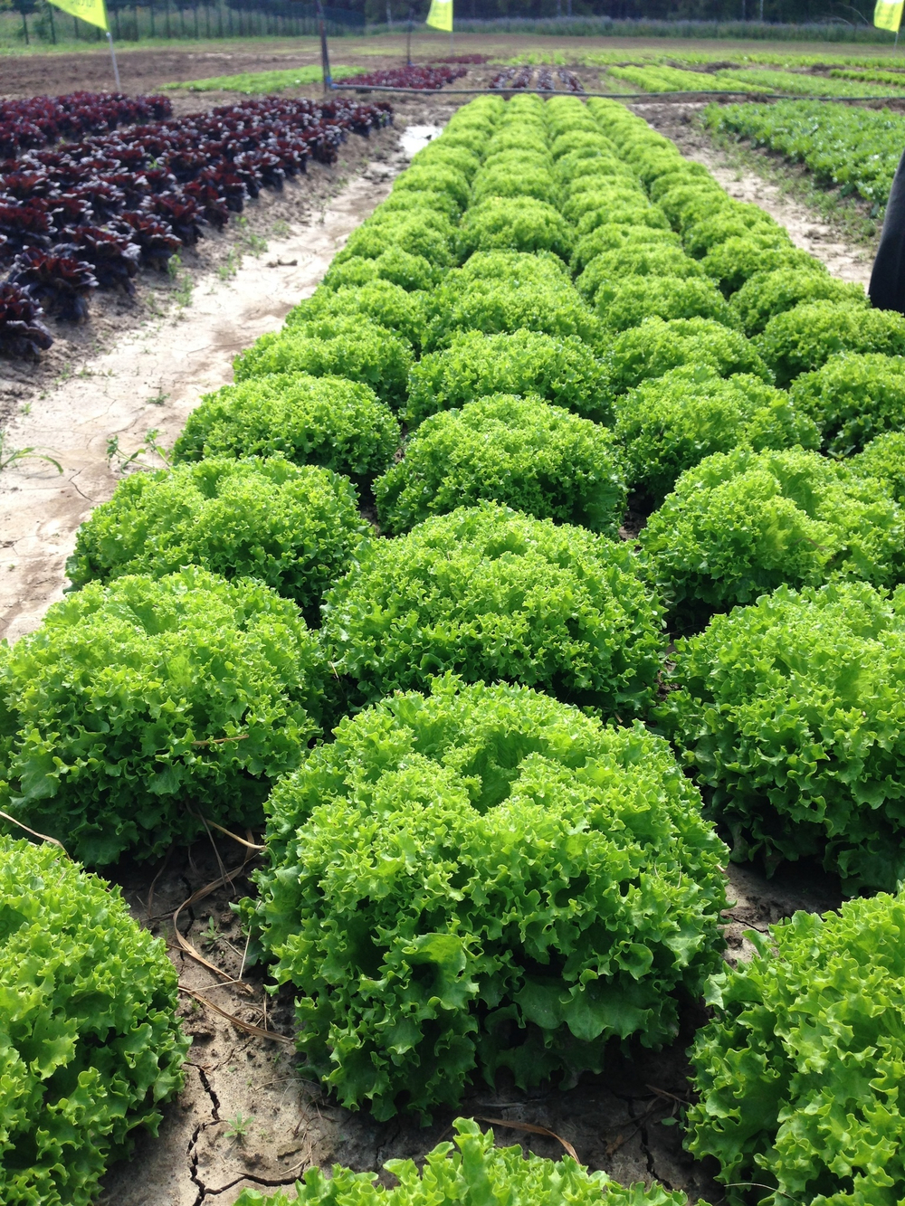 Левистро семена салата лолло блонда (Rijk Zwaan / Райк Цваан)