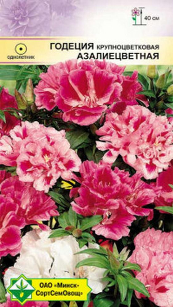 Годеция крупноцветковая &quot;Азалиецветная&quot; 0.3г., Германия.