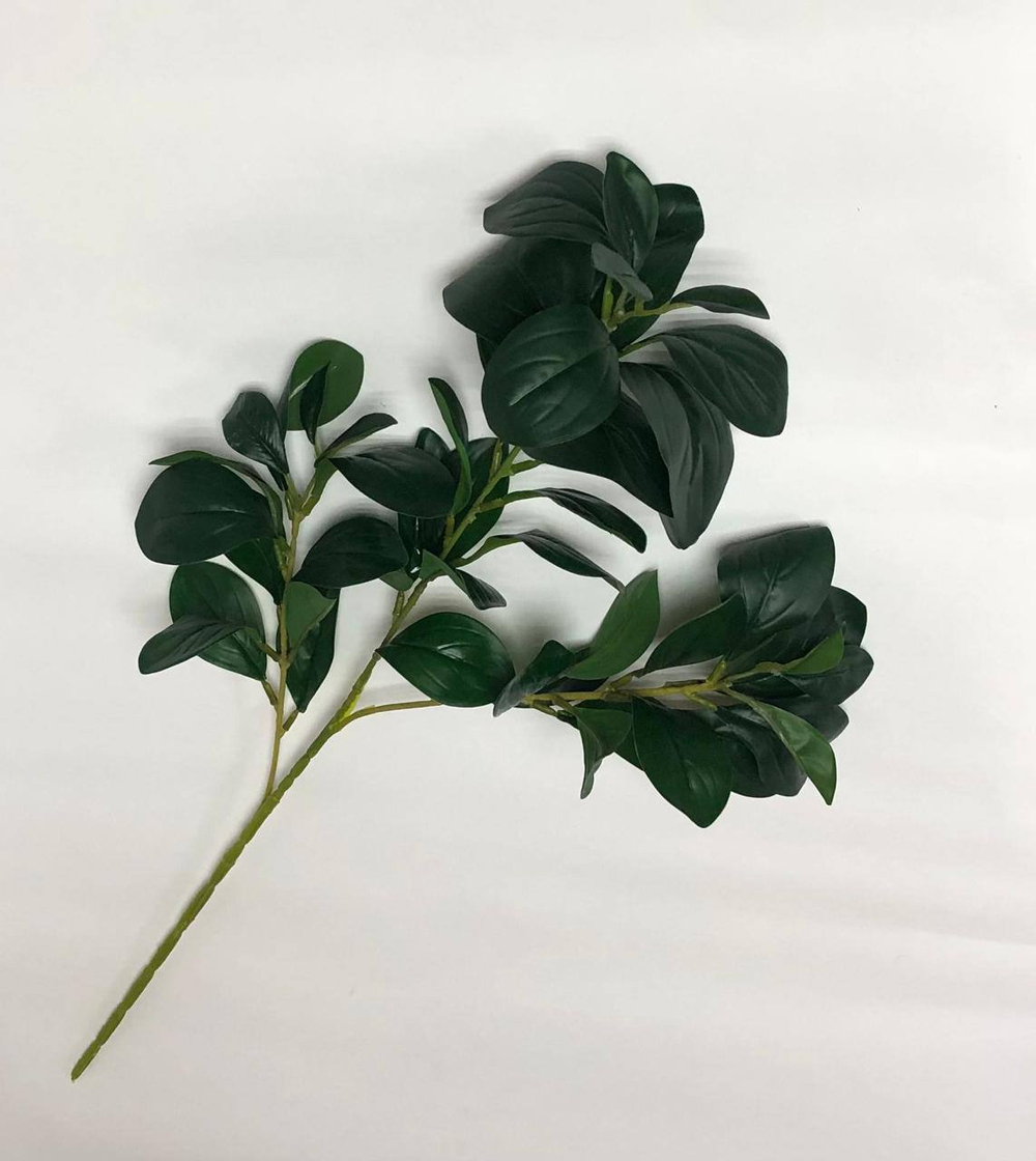 Ветка Рускус