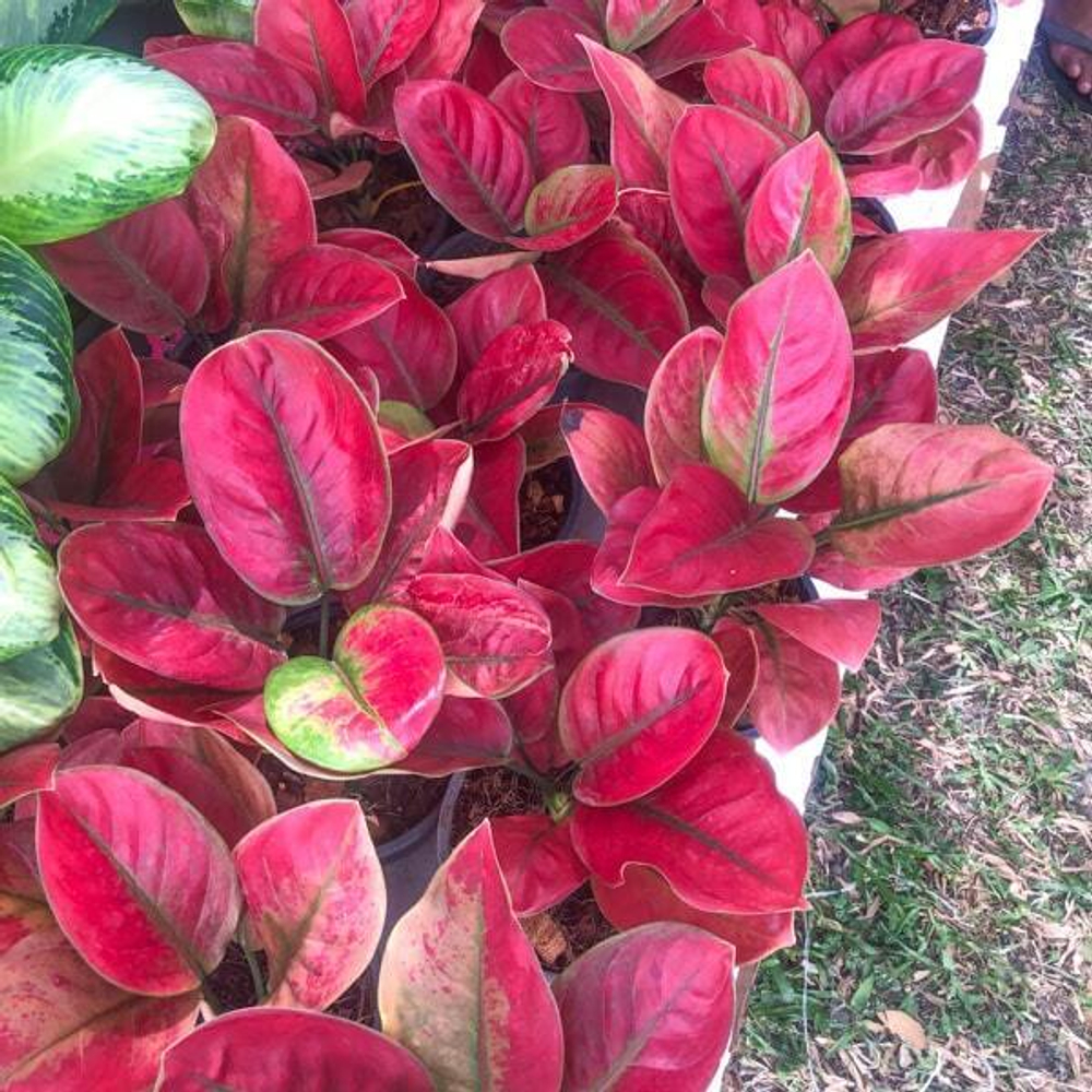 Аглаонема AYUNINDI / HHHR MUT