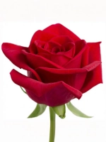 Роза чайно-гибридная Черри Лав