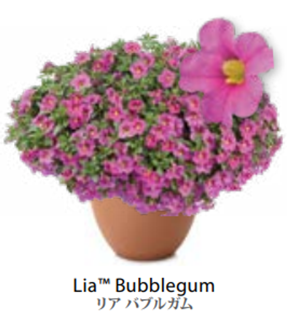 ЕВРОКалибрахоа LIA Bubblegum укоренный черенок середина ноября поставка 1