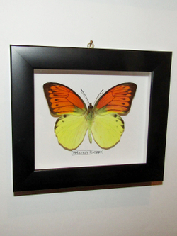 Бабочка Hebomoja leucippe в рамке